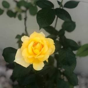 Meet your Posher, Cam